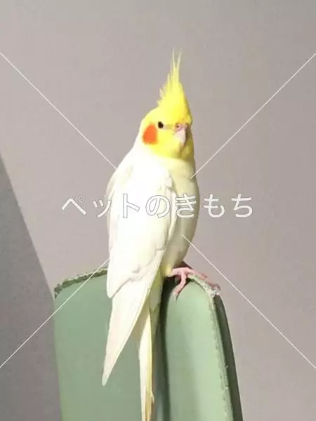迷子鳥の画像