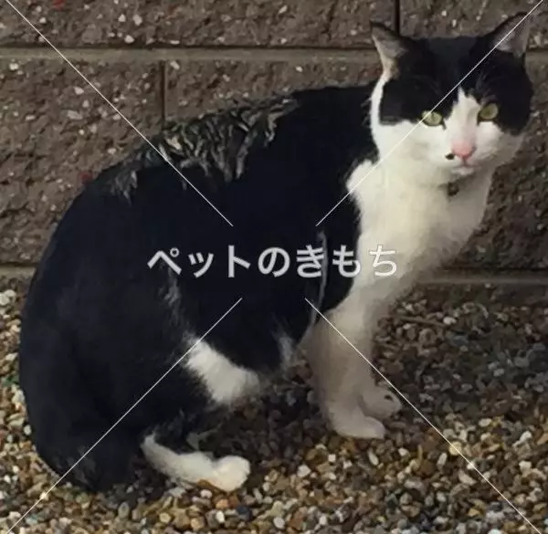 保護猫の画像