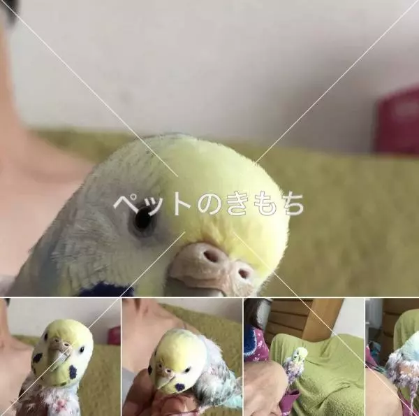 迷子鳥の画像