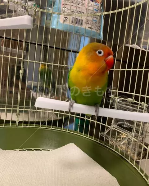 コメントの画像