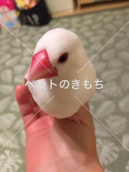 迷子鳥の画像