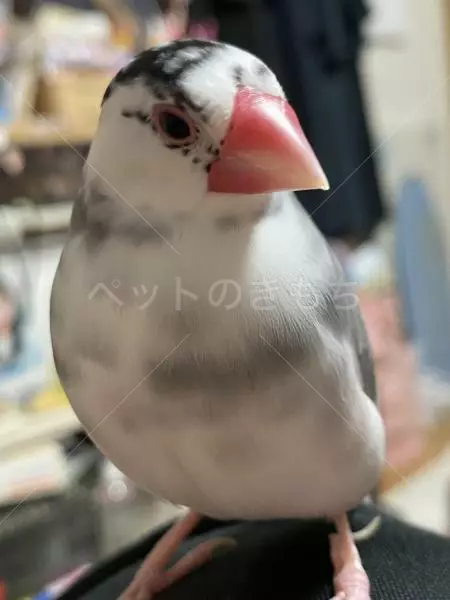 迷子鳥の画像