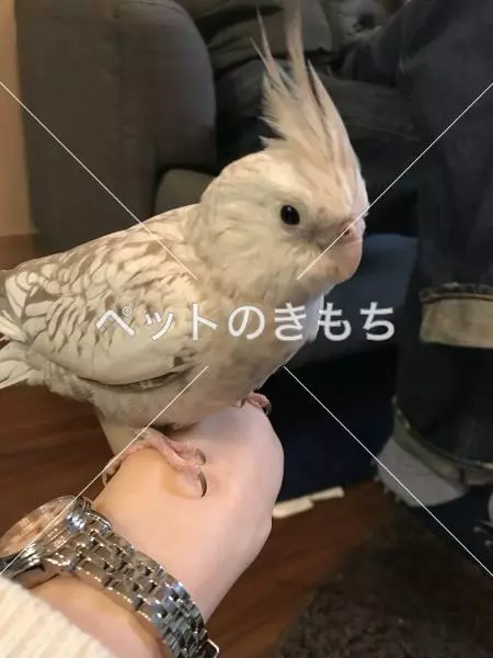 迷子鳥の画像
