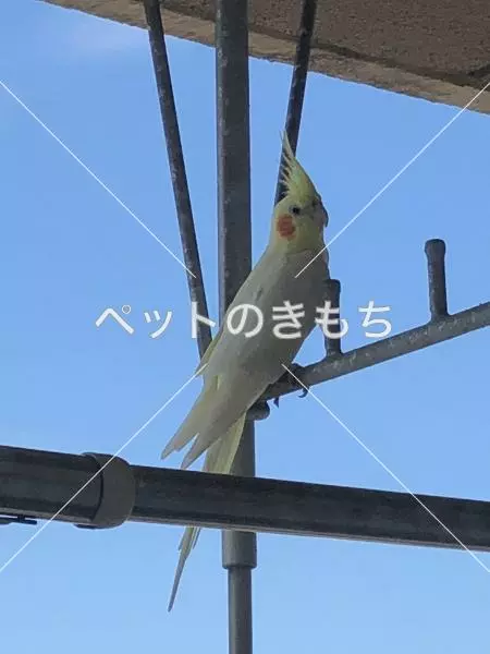 保護鳥の画像