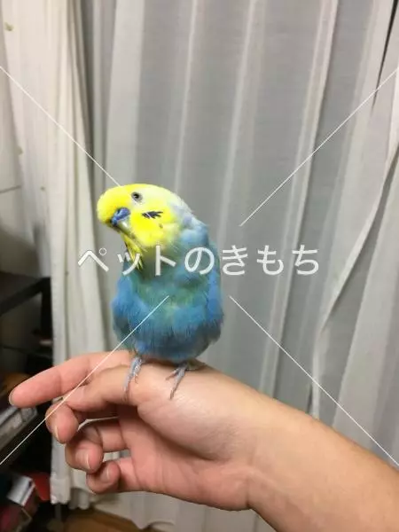 コメント投稿の画像