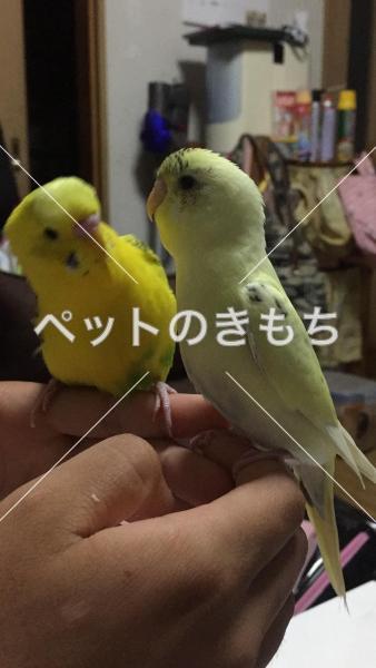 迷子鳥の画像