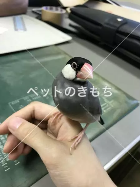 保護鳥の画像