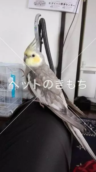 迷子鳥の画像