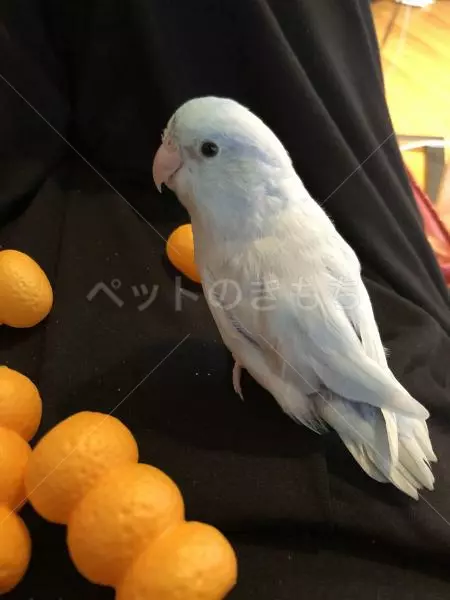 迷子鳥の画像