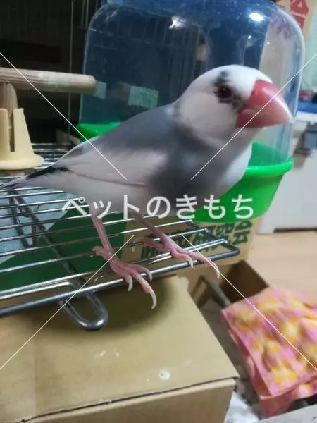 迷子鳥の画像