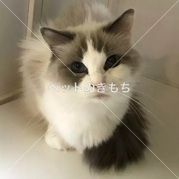 迷子猫の画像