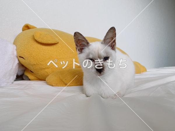 保護猫の画像