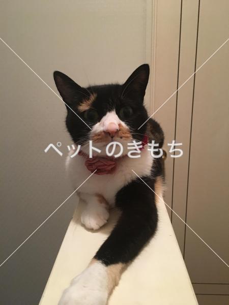 迷子猫の画像