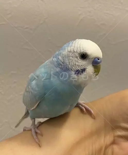 コメントの画像