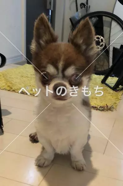 保護犬の画像