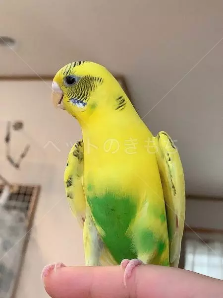 迷子鳥の画像