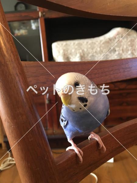 迷子鳥の画像