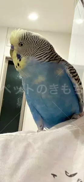 迷子鳥の画像