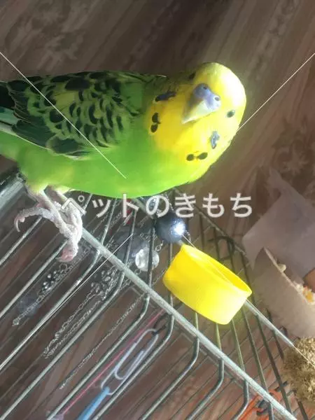 迷子鳥の画像