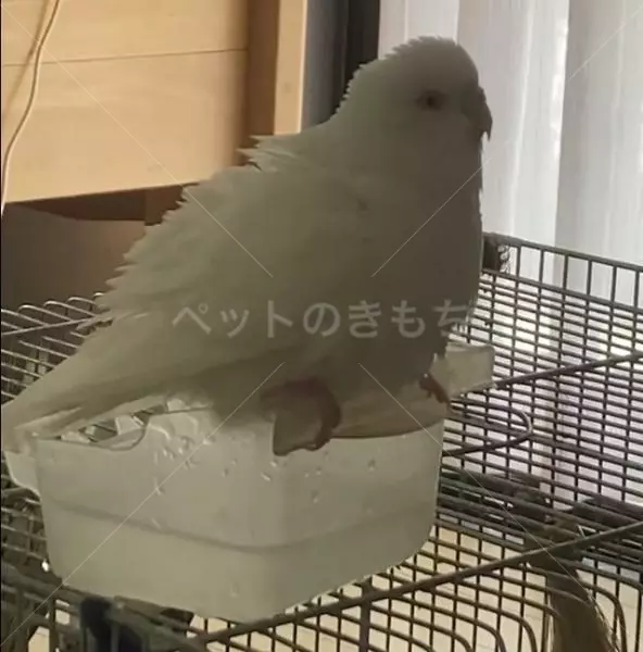 迷子鳥の画像