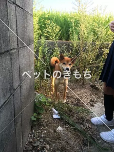 保護犬の画像