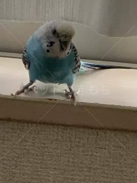 迷子鳥の画像