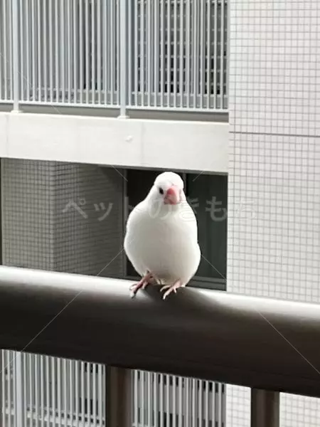 コメントの画像