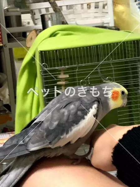 迷子鳥の画像