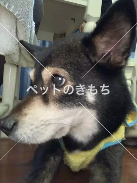 迷子犬の画像