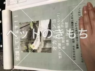 保護鳥の画像