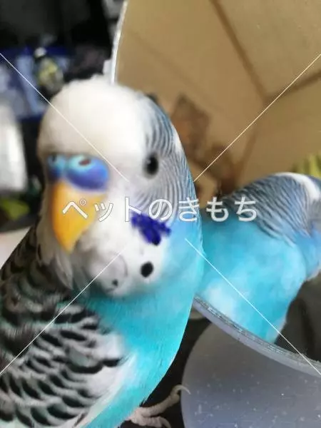迷子鳥の画像