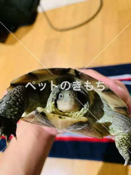 保護ペットの画像