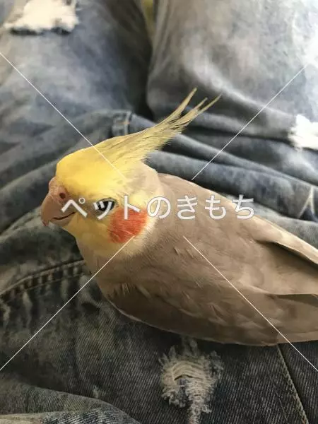迷子鳥の画像