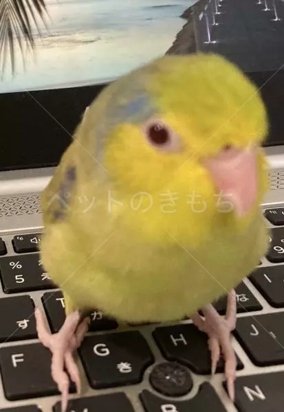 迷子鳥の画像