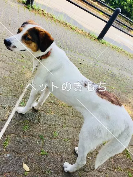 迷子犬の画像