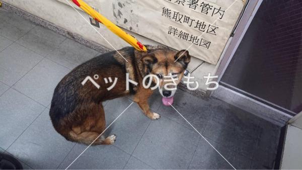 保護犬の写真