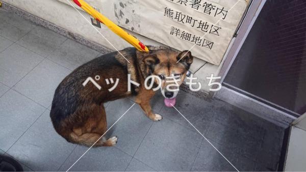 保護犬の画像