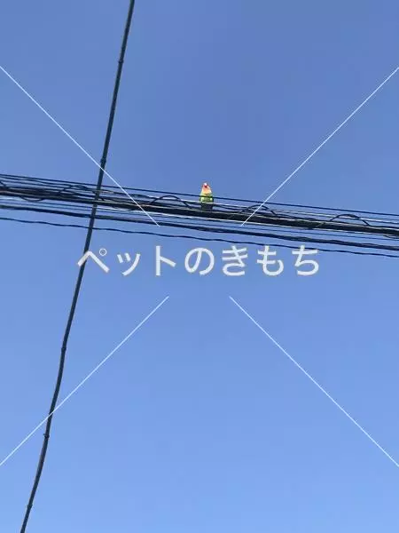 コメント投稿の画像