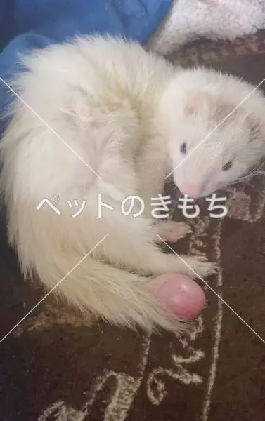 迷子ペットの画像