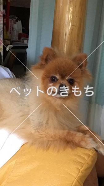 迷い犬の写真