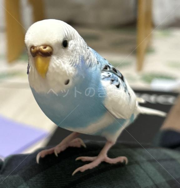 迷子鳥の画像