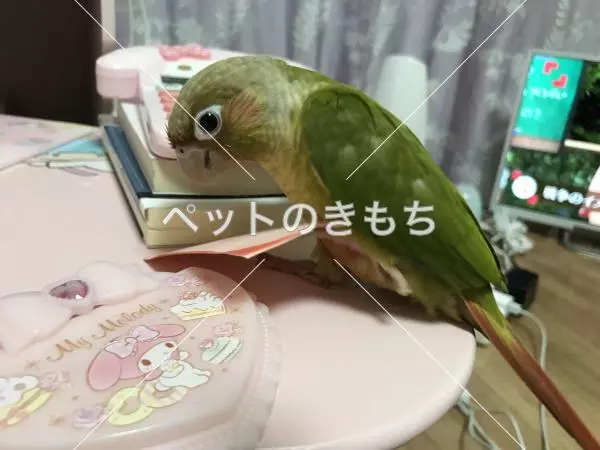 迷子鳥の画像