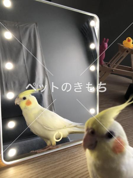 迷い鳥の写真