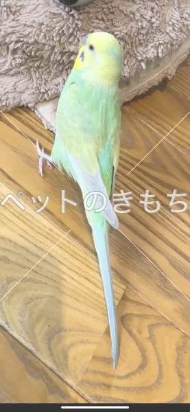 コメント投稿の画像