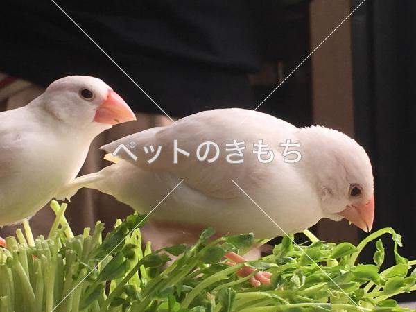 迷子鳥の画像