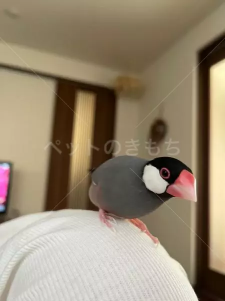 迷子鳥の画像