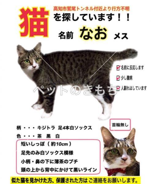 迷い猫の写真