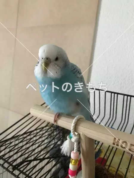 迷子鳥の画像