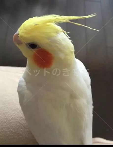 迷子鳥の画像
