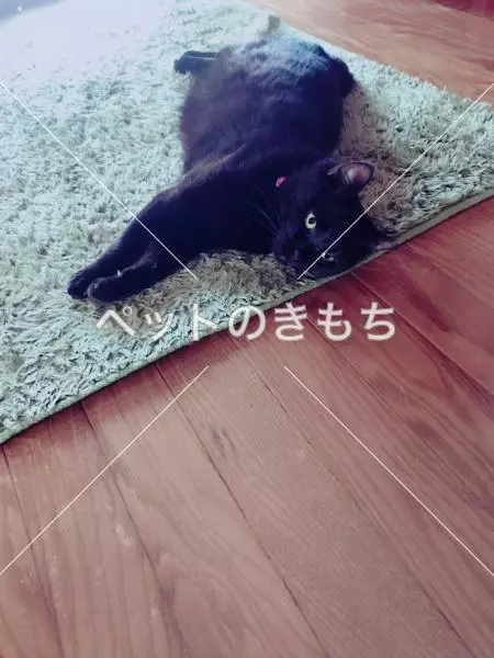 迷子猫の画像